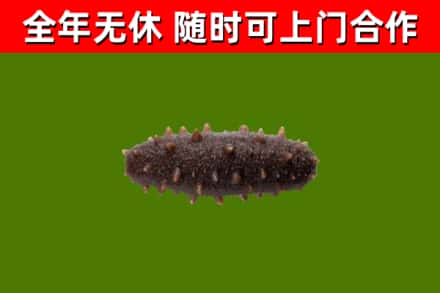 运城烟酒回收干海参.jpg